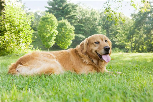 金毛犬怎样训练 重要的一点是有爱心