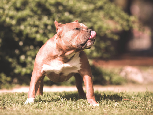 斗牛犬的饲养 一些人对斗牛犬了解不够