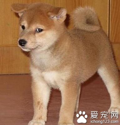 柴犬聪明吗 该犬是特别适合家里养的