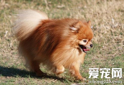 博美犬标准体重 告诉你它的外貌特征