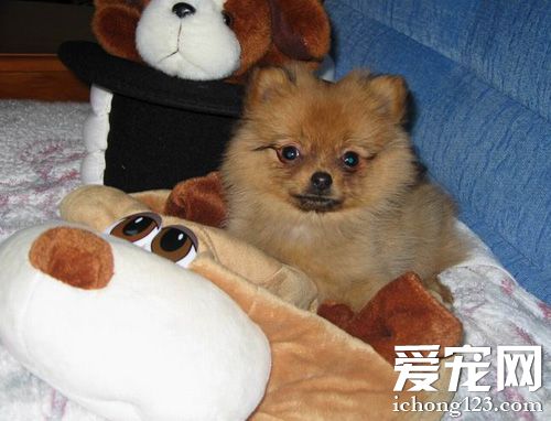 博美犬生病了怎么办 尽快去宠物医院检查