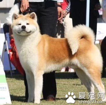 柴犬的特点 对主人忠心性格温顺可人