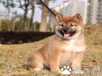 柴犬幼犬喂养 注意出生到六个月大的饮食