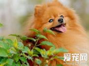 博美犬一天吃几顿 不同阶段不同喂养