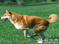 柴犬多少钱一只 普通的2000-4000元左右