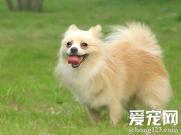 博美犬吃什么狗粮好 主人可自制狗粮